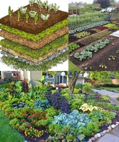 the garden is full of different types of vegetables and plants, including lettuce