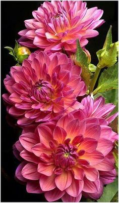 three pink flowers with green leaves in front of a black background