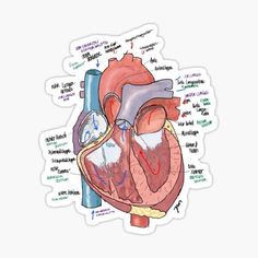 an illustration of the human heart sticker