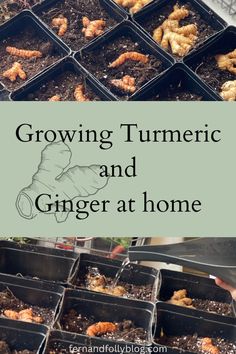 This post gave me everthing I needed to know to grow ginger and turmeric! So simple and just so fun!! How To Plant Turmeric Root, How To Plant Ginger Root, Grow Ginger In Water, Planting Ginger In A Pot, Growing Tumeric Indoors, How To Grow Turmeric, Regrow Ginger, Growing Turmeric, Grow Turmeric