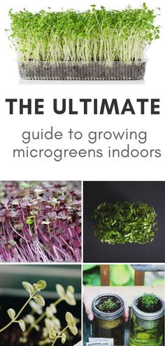 the ultimate guide to growing microgreens indoors in pots, containers, and jars