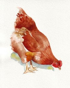 a watercolor painting of a chicken on the ground