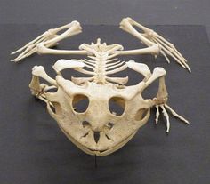 the skeleton of a bird is displayed on a black surface