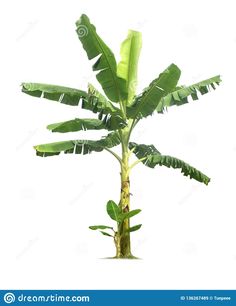 a banana tree is shown on a white background