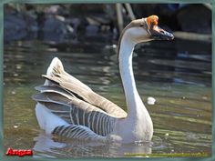 a goose floating on top of a body of water