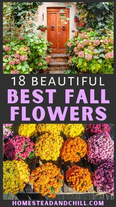 Just because summer is gone, doesn't mean the color has to be! Come get inspired with 18 beautiful flowers for fall, including the best flowers to grow in your garden that bloom in fall, and the best flowers for fall porch decorations, containers, pots, and arrangements. All of the flowers on this list are cold tolerant. Get growing tips for autumn mums, snapdragons, pansies, marigolds, and more. Fall Flower Box Arrangements, Fall Flowers For Pots, Mum Arrangements Fall Porch, Mum Colors Combinations, Fall Flowers Front Porch, Fall Porch Flowers, Mums Flowers Front Porch, Fall Flower Pots Front Porches