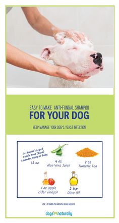 a flyer for a dog grooming business with the words easy to make, anti - animal shampoo for your dog