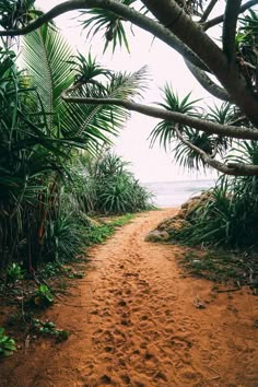 a dirt road surrounded by palm trees and ocean in the distance with footprints on it