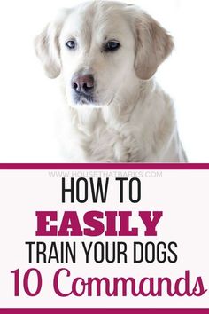 a white dog with the words how to easily train your dogs 10 commandments on it