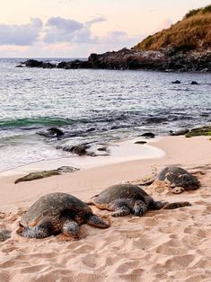 two green sea turtles laying on the sand near the ocean's edge at sunset