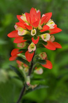 red and white flower with green leaves in the background