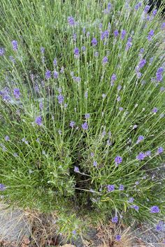 some purple flowers are growing out of the ground