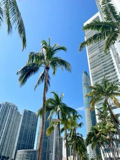 palm trees in the foreground and skyscrapers in the background