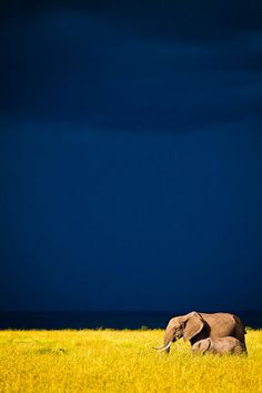 an elephant is walking through the grass in front of dark clouds and blue sky at night