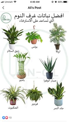 an image of different types of house plants in arabic and english words on the screen