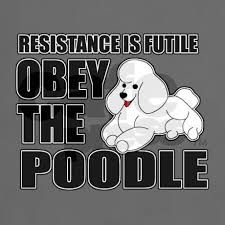 an image of a dog with the words obey the poodle