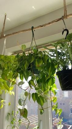 a potted plant hanging from a window sill