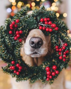 a dog wearing a christmas wreath with berries on it's head and nose is looking at the camera