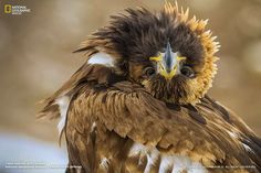 a brown and white bird with feathers on it's head