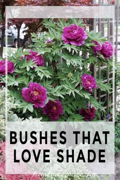 purple flowers with the words 10 bushes to plant under trees in front of them