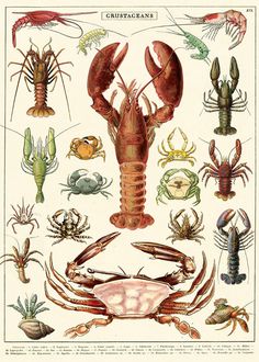 an illustration of lobsters and other sea animals