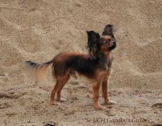 a small brown and black dog standing in the sand