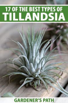 an image of the best types of tillansia garden's path book cover