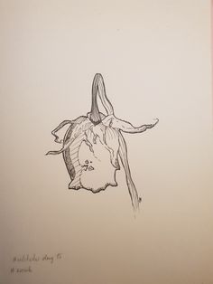 a drawing of a flower hanging upside down