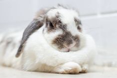 a rabbit is sitting on the floor with its head resting against it's paws