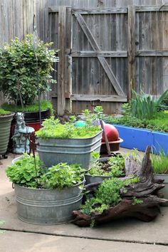 an outdoor garden with various plants in buckets