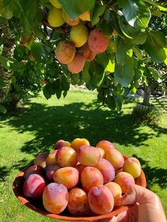 a person holding a bowl full of peaches in their hand on the grass outside