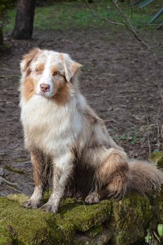 a brown and white dog sitting on top of a moss covered rock