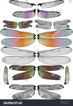 dragonflys with different colors and wings on white background