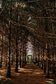 a path in the middle of a forest with lights strung from it's trees