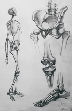 two drawings of human legs and bones