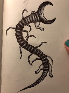 a drawing of a scorpion with the letter c on it's back and tail