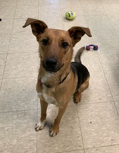 a brown dog standing on top of a tile floor next to a toy tennis ball