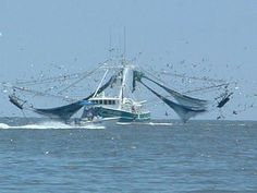 a fishing boat in the ocean with seagulls flying around