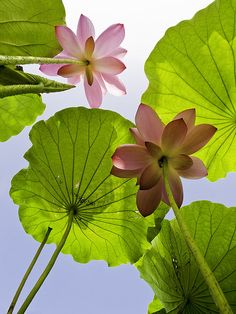 two pink flowers are in the middle of green leaves