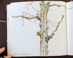 an open book with a drawing of a tree