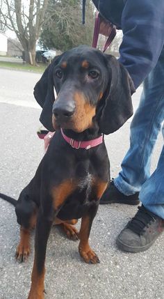 a black and brown dog sitting next to a person