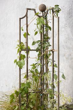 Made from sturdy iron with a weathered paint finish, this tall, three-sided trellis provides a home for climbing plants and vines. | Winged Iron Trellis by Terrain in Green, Size: 47" at Anthropologie Iron Trellis, Weathered Paint, Tattoo Board, Garden Accents, Paint Finish, Creative Living, Climbing Plants, Hand Poured Candle, Outdoor Garden Furniture