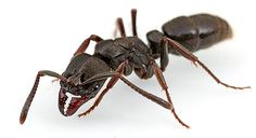 a close up of a bug on a white surface