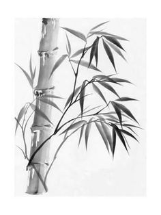 Bamboo Trees, Bamboo Tattoo, Frida Art