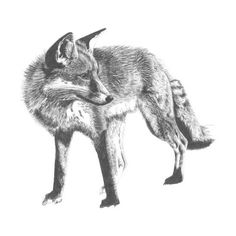 a black and white photo of a fox