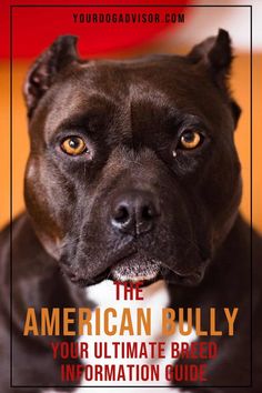 the american bully your ultimate breed information guide