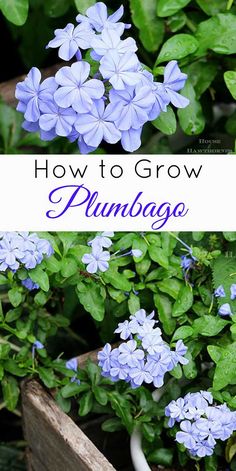 blue flowers growing in a garden with text overlay how to grow plumbago