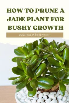 a potted plant with white rocks in it and the words how to prune a jade plant for bushy growth