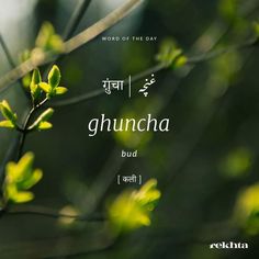 the words are written in two languages, and there is a branch with green leaves on it