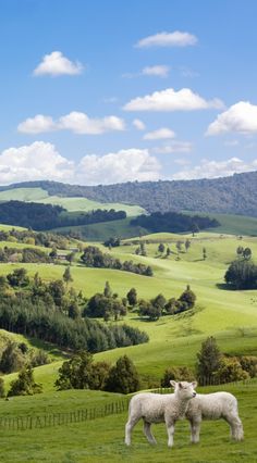 two sheep standing in the middle of a lush green field with rolling hills behind them